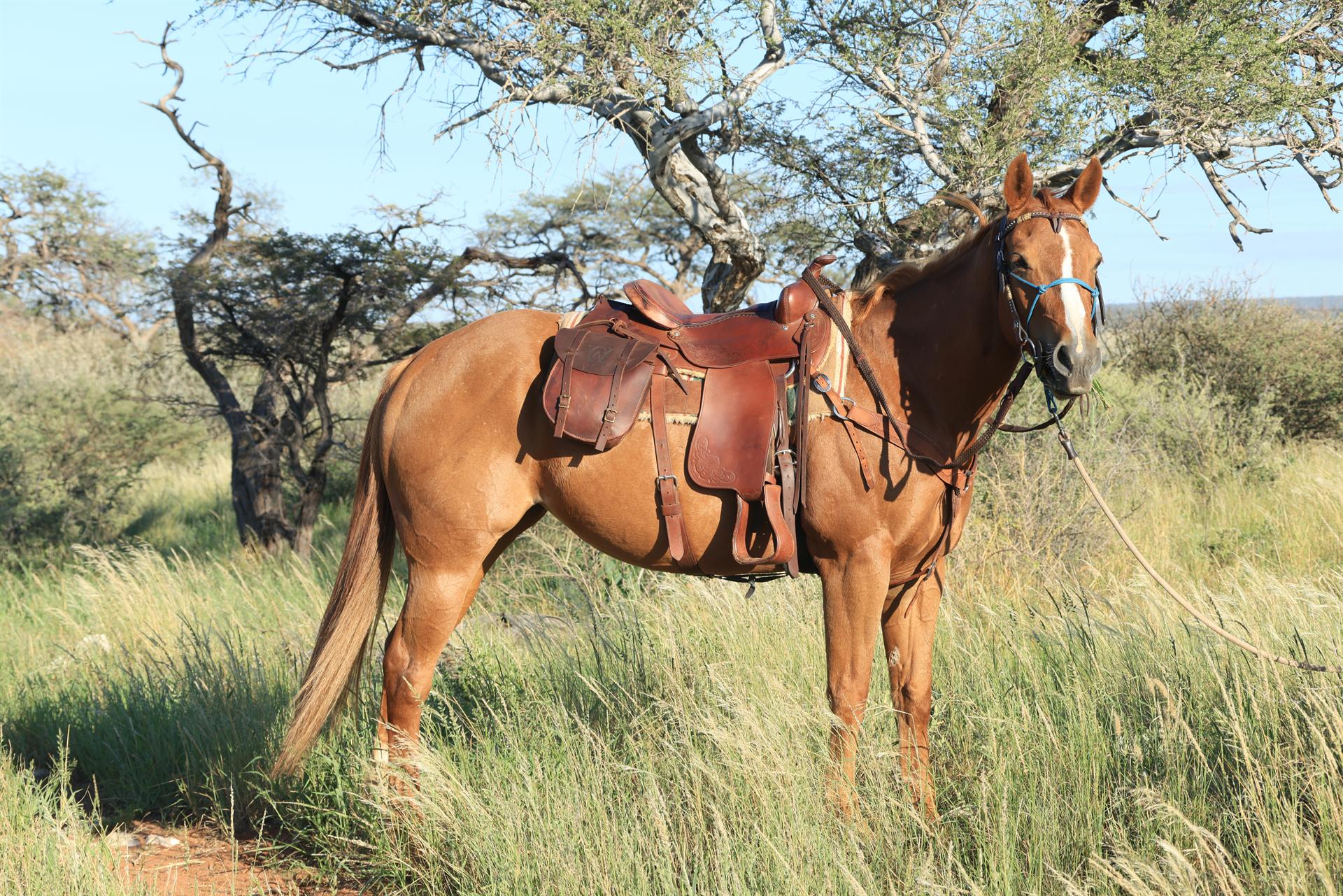 Ginger, saddled and waiting
